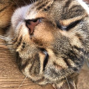 Meet your Posher, Rosie